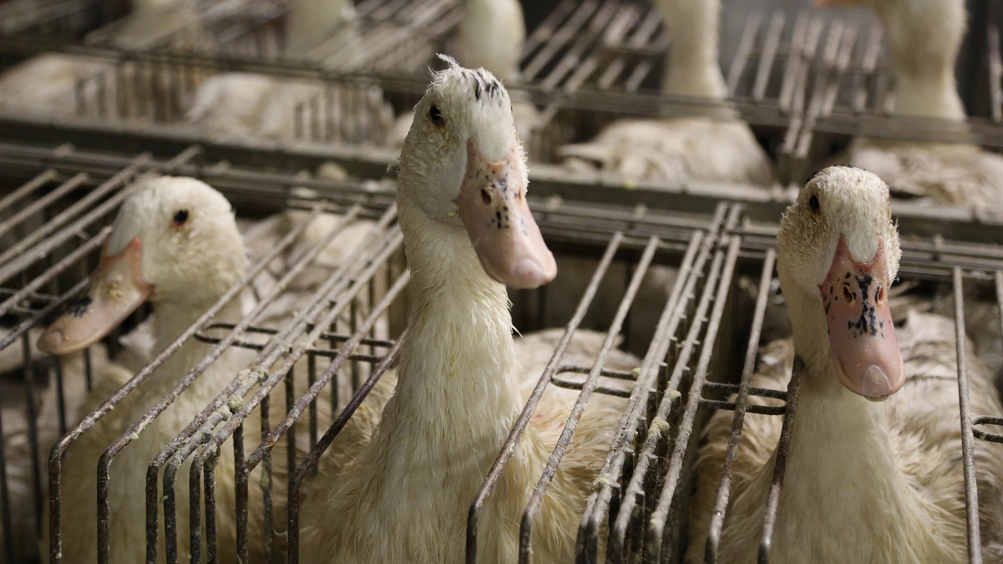Haned foie gras tööstuses