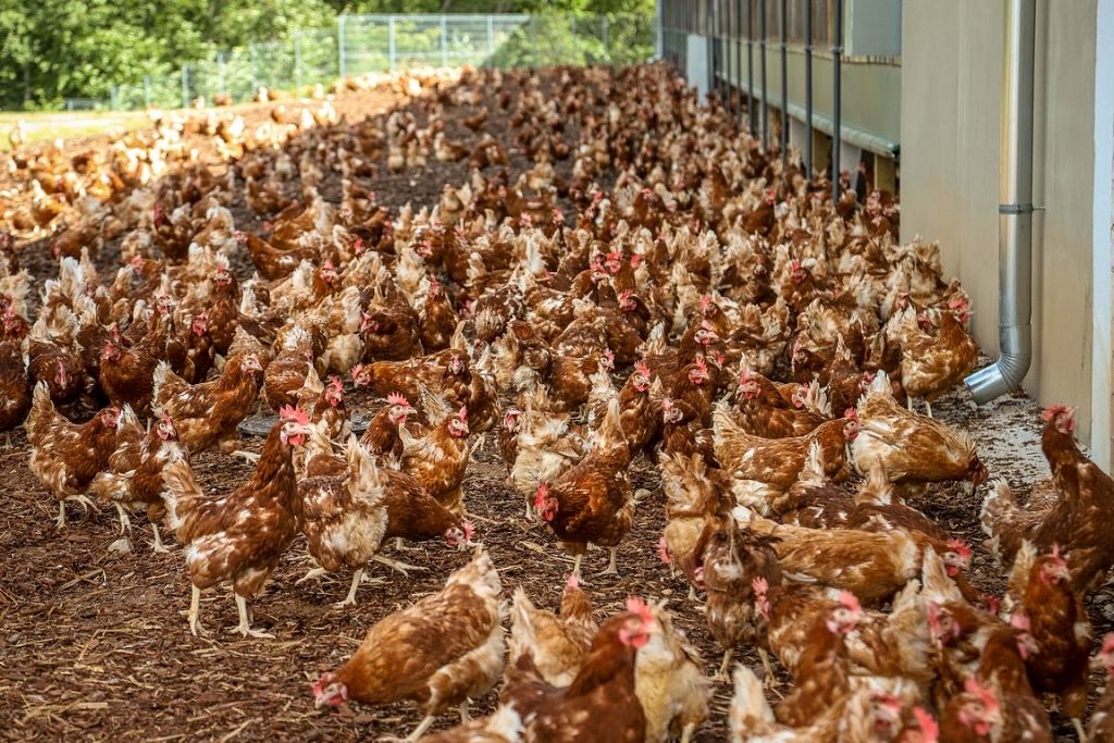 balticovo free range